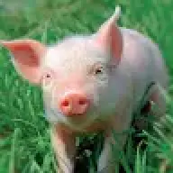 patirk