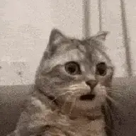 kevinád1