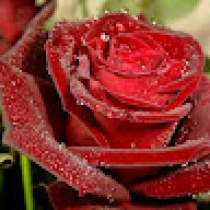 Im_rrizo