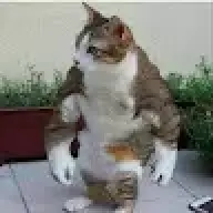 tatexa