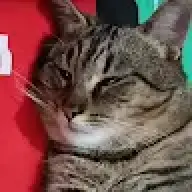 lollostuni