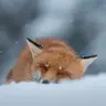 initiative