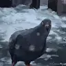 tgvrd